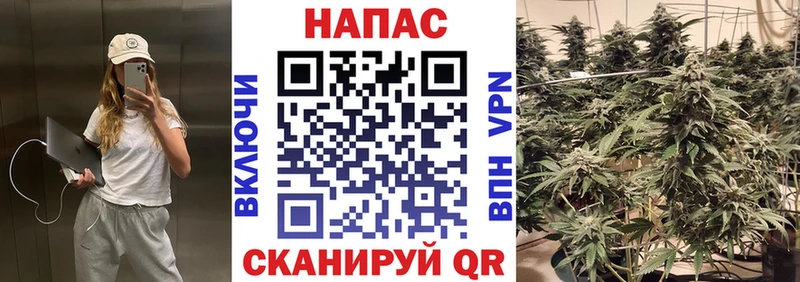 Конопля сатива  Кувандык 